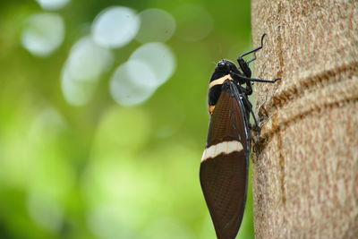 Close-up of butterfly