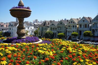 View of flowering plants by buildings against sky