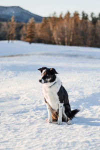 Dog on snow covered land