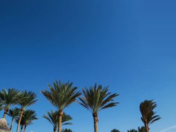 Low angle view of palm trees against blue sky