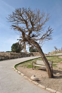 Bare tree on landscape against sky