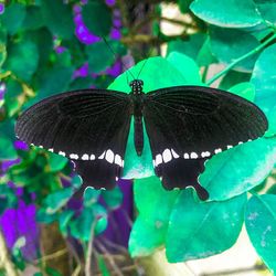 Close-up of butterfly pollinating flower