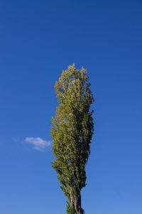 Low angle view of trees against clear blue sky