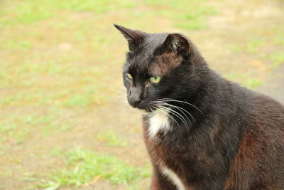 Close-up of cat