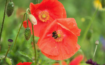 Close-up of red poppy growing on plant