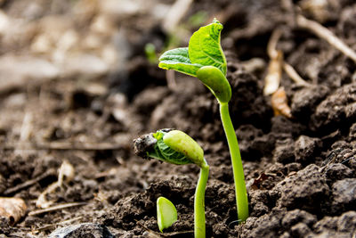 Close-up of green plant growing on field