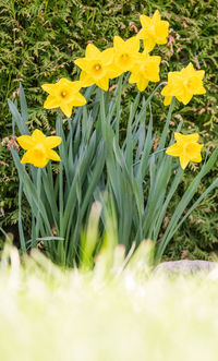 Close-up of yellow flowers