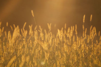 High angle view of stalks in field against sky