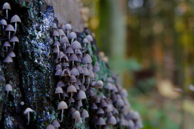 Close-up of moss growing on tree trunk