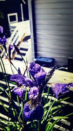 Close-up of purple flowers blooming