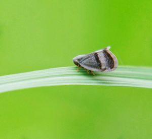 Close-up of insect on green leaf