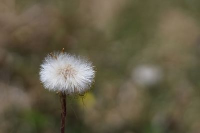 Close-up of dandelion flower