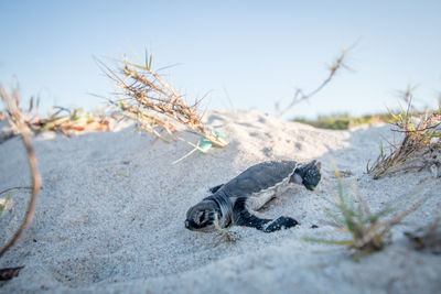 Sea turtle hatchling at beach