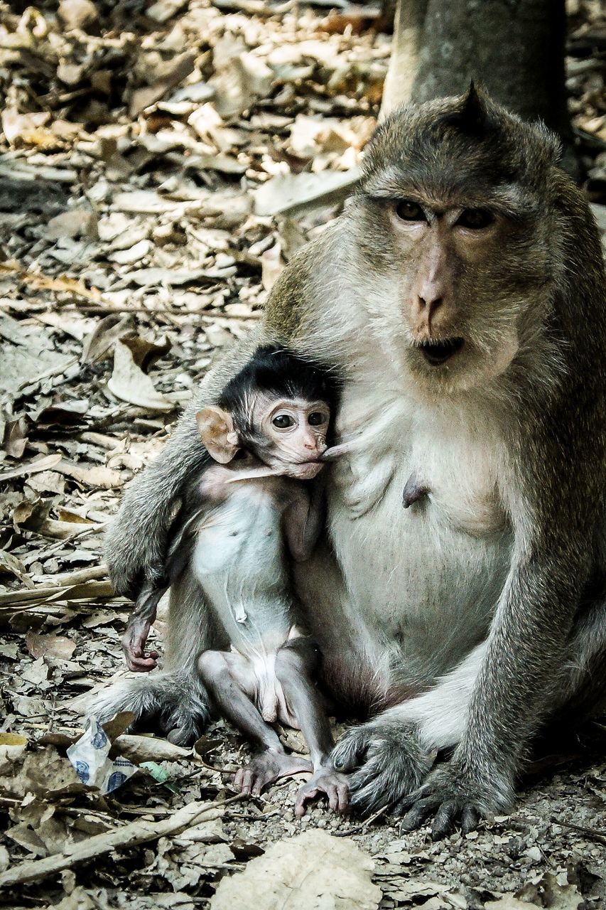 group of animals, animal wildlife, animals in the wild, young animal, mammal, primate, two animals, vertebrate, sitting, togetherness, animal family, day, no people, nature, outdoors, care