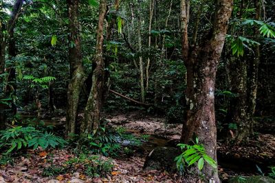 Trees in forest