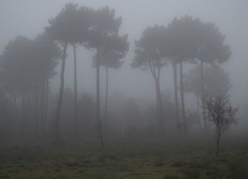 Trees against sky