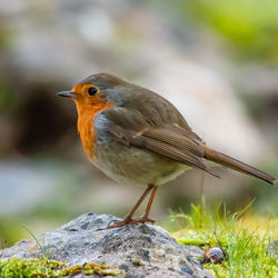 Close-up of bird perching