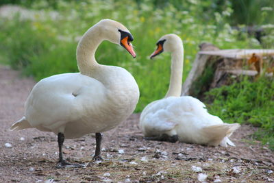Bird on white background
