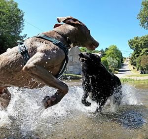 Dogs fighting in pond