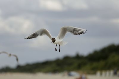 Low angle view of seagulls flying against sky