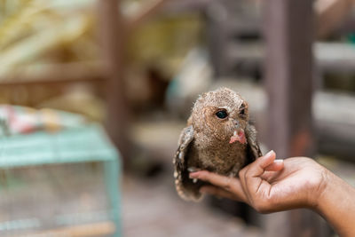 Close-up of hand holding bird