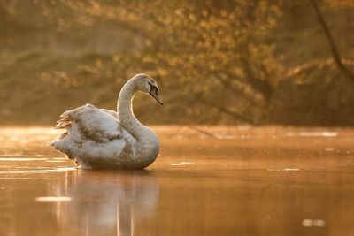 Side view of a duck swimming in lake