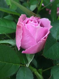 Close-up of pink rose leaves