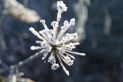 Close-up of frozen plant