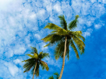 Low angle view of palm tree against blue sky