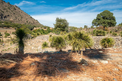 Cantona, puebla, mexico - a mesoamerican archaeoligical site with only few visitors