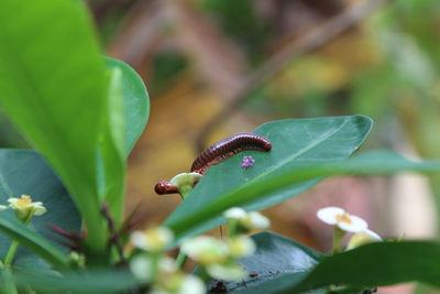 Close-up of butterfly on plant