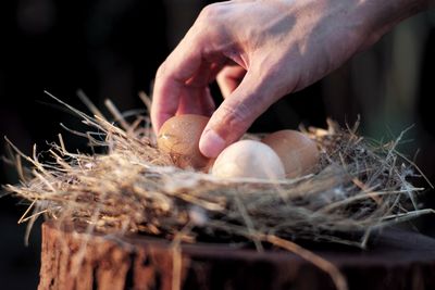 Closeup hand of man picking up the eggs from the bird nest with light of sunset. easter festival.