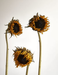 Close-up of flower against white background