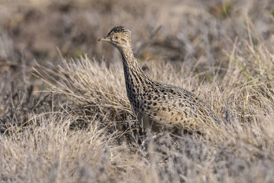 Close-up of bird on field