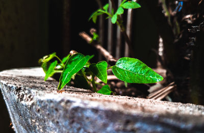 Close-up of green plant