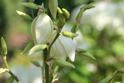 Close-up of white flowers blooming in garden