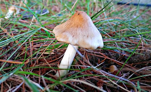 High angle view of mushroom growing on field