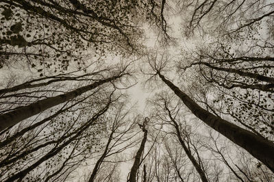Low angle view of bare trees in forest