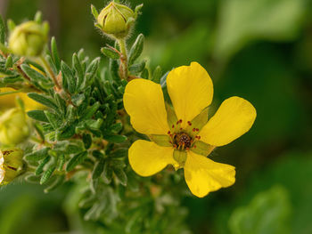 Close-up of insect on yellow flower