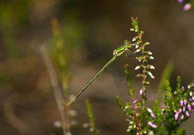 Close-up of butterfly on plant