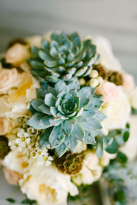 Close-up of potted plant