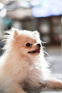 Close-up of a dog looking away