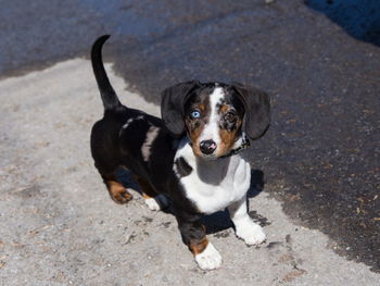 High angle view of adorable odd-eyed tricolour unleashed dachshund puppy standing looking up 