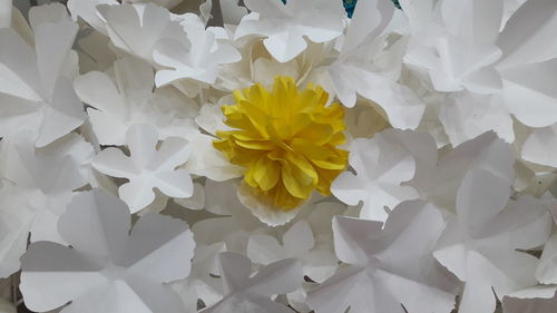 Full frame shot of white flowers