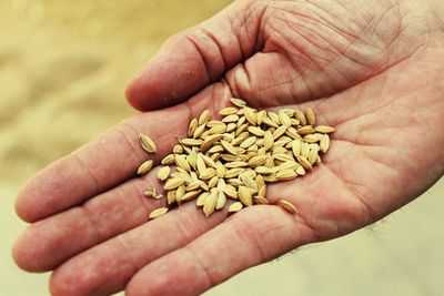Close-up of hand holding seed