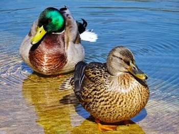 Duck swimming on lake
