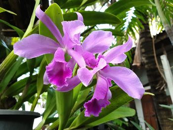 Close-up of pink flowering plant