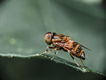 Close-up of insect