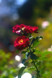 Close-up of pink flowers growing outdoors