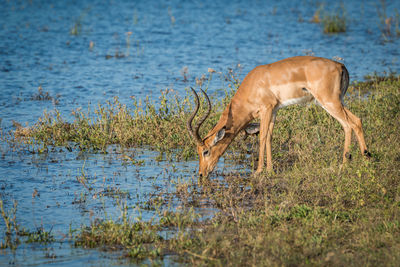 Side view of deer drinking water from river